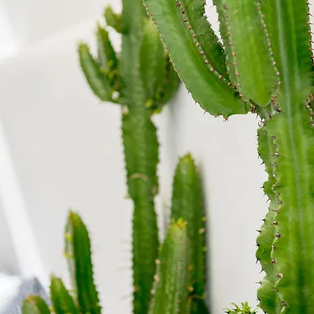 Mykonian Mews Luxury * 普沙罗